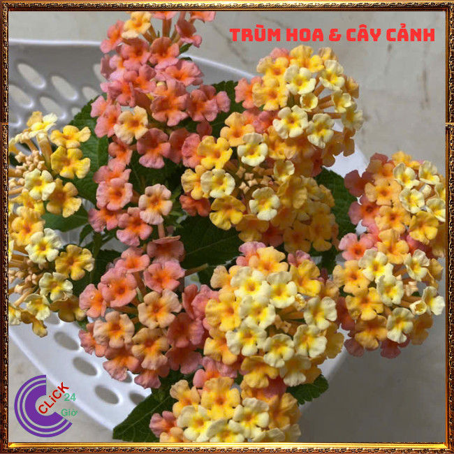 CHẬU TRÂM ỔI VÀNG CAM MƠ THƠM NGÁT SƯU TẦM NGŨ SẮC 50 MÀU RỰC RỠ⏳TRÙM HOA VÀ CÂY CẢNH