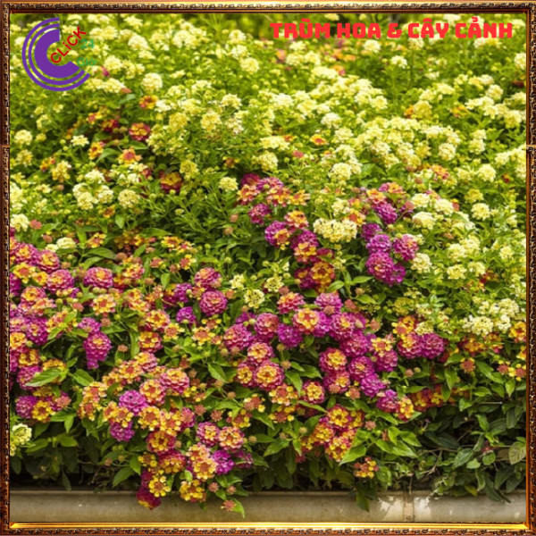 COMBO 9 CHẬU 9 MÀU HOA TRÂM ỔI RỰC RỠ THƠM NGÁT NGŨ SẮC TUYỆT ĐẸP⏳Hoa Mười Giờ Bonsai & Phụ Kiện