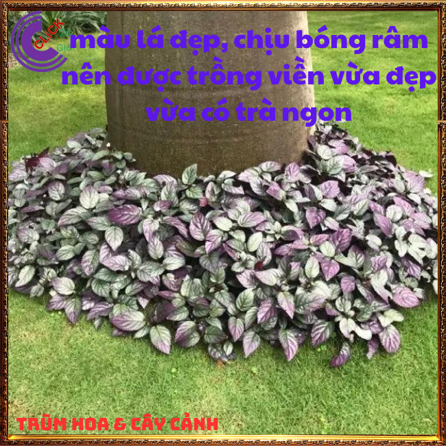 2 CHẬU CÂY TRÀ Ô LONG DÙNG NẤU NƯỚC SÂM GIẢI NHIỆT HƯƠNG DR THANH⏳Hoa Mười Giờ Bonsai & Phụ Kiện