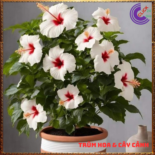 CHẬU BÔNG BỤP TRẮNG CÁNH ĐƠN HOA TO KHỦNG NỞ QUANH NĂM RÂM BỤT THÁI⏰ Hoa Mười Giờ Bonsai & Phụ Kiện