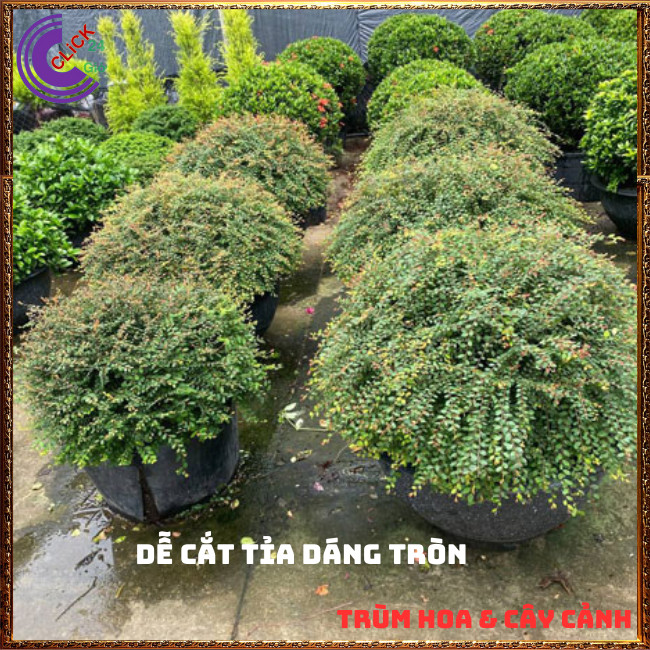 Combo 2 Chậu cây SƠN LIỄU THÁI RŨ cây phong thủy may mắn nên trồng⏰ Hoa Mười Giờ Bonsai & Phụ Kiện