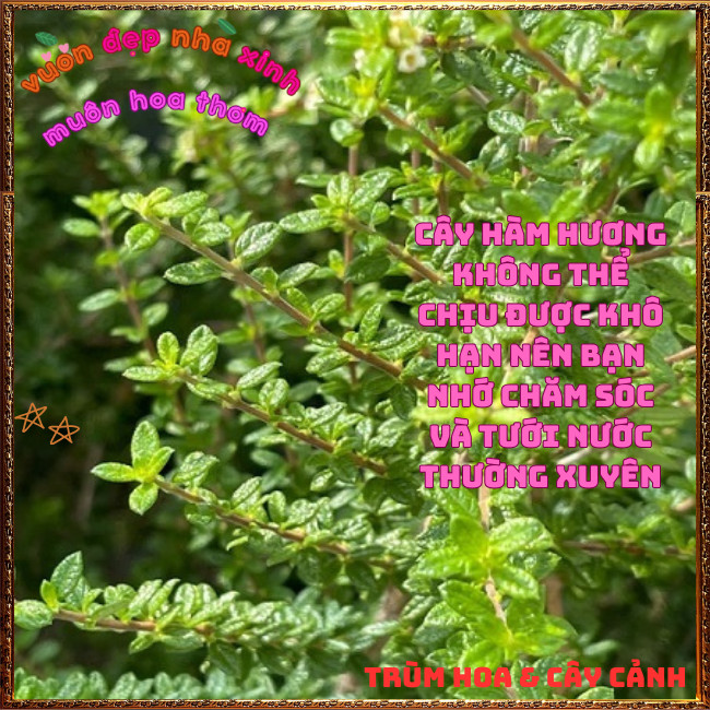 Chậu Cây Hàm Hương Thơm Mùi Cam Quýt Mật Ong Lưu Hương Lâu Dài Lọc Không Khí🔮 Hoa Mười Giờ Bonsai & Phụ Kiện