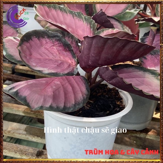 Cây đuôi công hồng cây trong nhà để bàn làm việc, lọc không khí hút⏰ TRÙM HOA VÀ CÂY CẢNH
