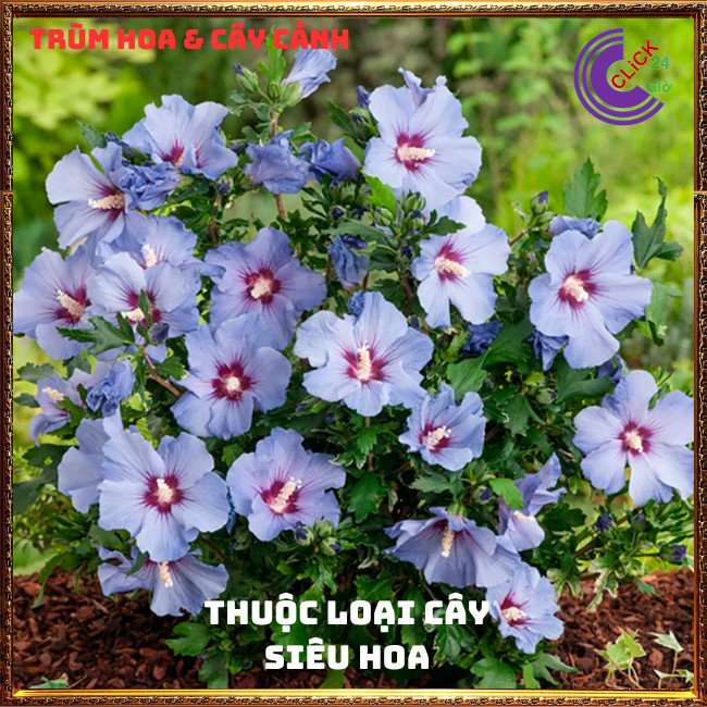 Chậu Hoa thiên quý tím đơn tuyệt đẹp hoa lạ giống mới hoa dâm bụt mới⏰TRÙM HOA VÀ CÂY CẢNH