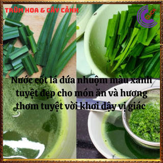 Chậu lá nếp thơm màu xanh thần thánh của mọi món ăn dược liệu tốt ️️🥁MiMa market