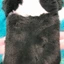 CORALTIDE Photocard, Thỏ tai lớn / Border Collie Hộp đựng thẻ ảnh đa chức năng, Thẻ sang trọng chất lượng cao Tay áo văn phòng trường học