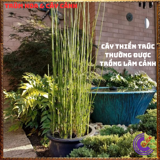 Chậu cây trúc không lá cây mộc tắc thảo có tác dụng xua đuổi tà ma⏰ Hoa Mười Giờ Bonsai & Phụ Kiện