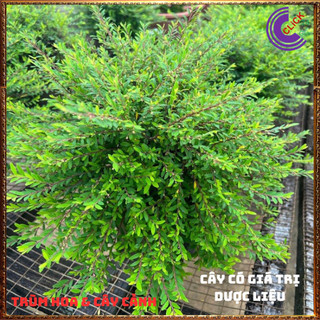Combo 2 Chậu cây SƠN LIỄU THÁI RŨ ngụ ý phong thủy may mắn⌛Siêu Thị Hoa Và Cây Giống