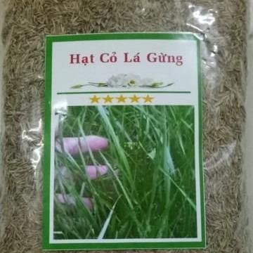 [NHẬP KHẨU F1] - Hạt giống cỏ lá Gừng Thái - trồng vườn tạo cảnh quan, cho gà ăn