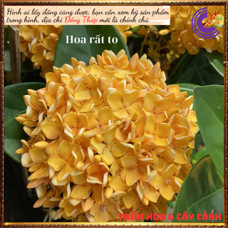 Hoa trang vàng lá trung siêu đẹp rực rỡ hoa quanh năm không sâu bệnh📕 Hoa Mười Giờ Bonsai & Phụ Kiện