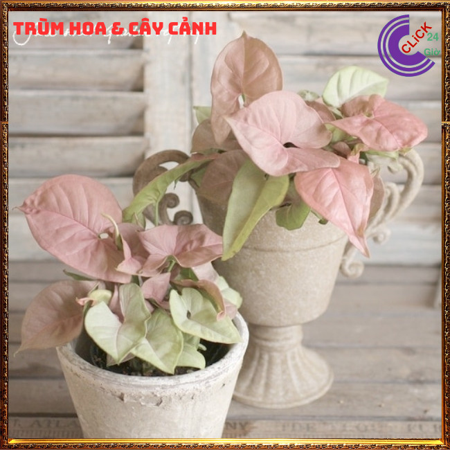 Chậu trầu bà hồng phú quý trồng trong nhà cây để bàn màu dễ thương ⏰ Hoa Mười Giờ Bonsai & Phụ Kiện