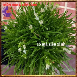 Chậu Cỏ Mây Mỹ Sum Sê Siêu Cỏ Nền Xinh Xắn Đẹp Thanh Tao và Sang Trọng⌛Siêu Thị Hoa Và Cây Giống