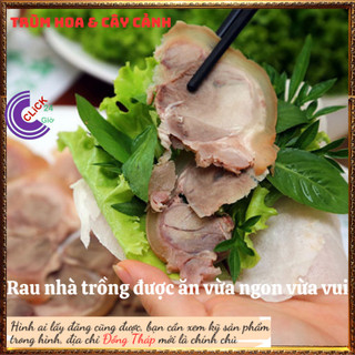 Chậu rau quế vị thơm ngon vừa là thảo dược quý tự nhà trồng vẫn hơn 🕰 Yêu Nhà Yêu Hoa