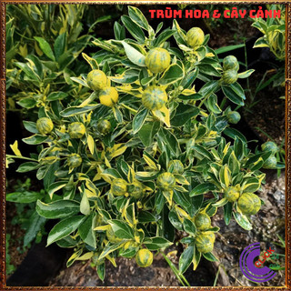 CHẬU TẮC CẨM THẠCH CAO TRÊN 50CM CÂY QUẤT, CÂY HẠNH THÁI SỌC ĐẸP ️️🥁 MiMa market