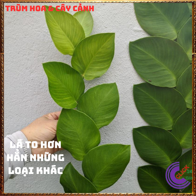Cây TẮC KÈ XANH LÁ TO dây leo tường đẹp như tranh vẽ 60cm họ thằn lằn⏰Hoa Mười Giờ Bonsai & Phụ Kiện