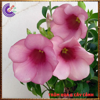 CHẬU CÂY HOA HUỲNH ANH TÍM BÔNG TO ĐẰM THẮM SIÊU XINH NỞ QUANH NĂM⌛ Siêu Thị Hoa Và Cây Giống