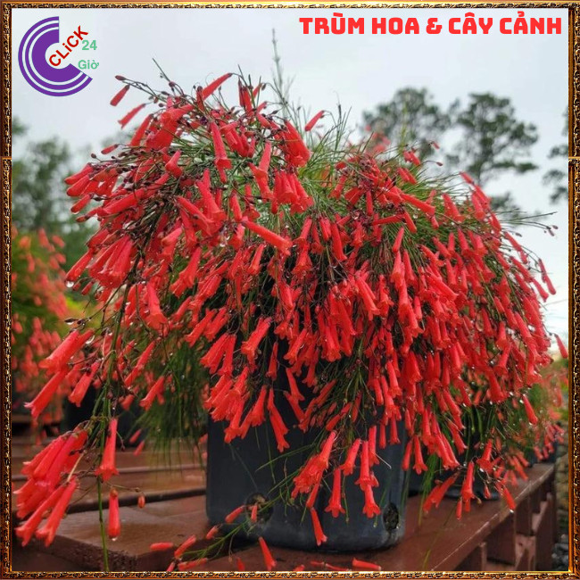 CHẬU CÂY LIỄU TƯỜNG ĐỎ HOA LẠ MẮT DỄ TRỒNG RỰC RỠ QUANH NĂM ⏳ Hoa Mười Giờ Bonsai & Phụ Kiện