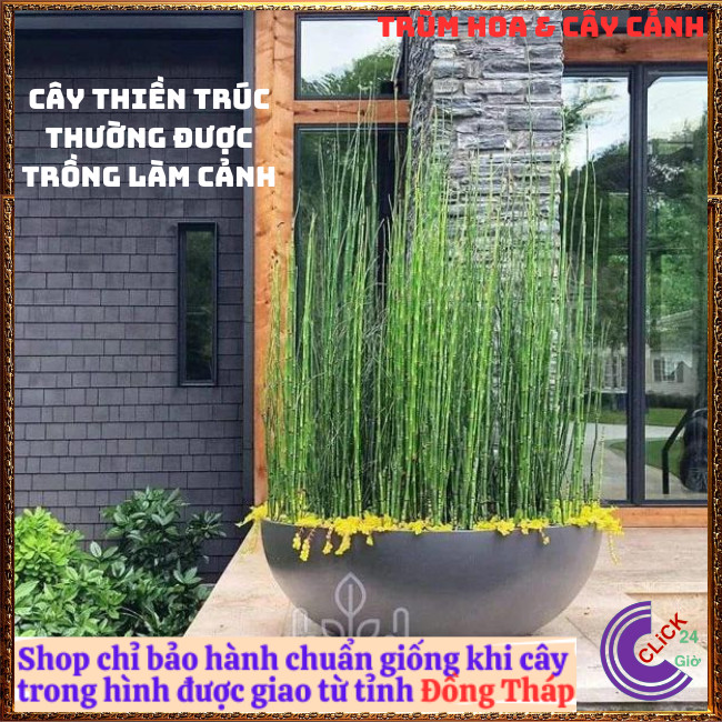 Chậu Cây Thiền Trúc cây cỏ tháp bút trồng làm hàng rào xua đuổi tà ma⏰ TRÙM HOA VÀ CÂY CẢNH