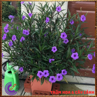 CHẬU HOA CHIỀU TÍM NHẤT XINH TÍM DẠ YẾN THẢO MEXICO SỐNG MÃNH LIỆT⏰ Hoa Mười Giờ Bonsai & Phụ Kiện