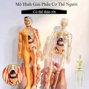 Mô Hình Lắp Ghép Giải Phẫu Cơ Thể Người Có Thể Tháo Rời Xếp hình cơ thể 3D có thể tháo rời，Giảng dạy