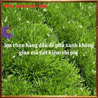 Chậu Cỏ Mây Mỹ Sum Sê Siêu Cỏ Nền Xinh Xắn Đẹp Thanh Tao và Sang Trọng⌛Siêu Thị Hoa Và Cây Giống