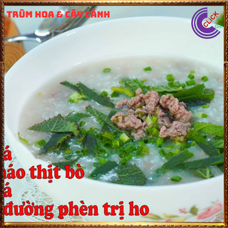 Chậu rau tần dày lá nấu canh chua, thần dược trị ho, giảm viêm họng 🕰Yêu Nhà Yêu Hoa