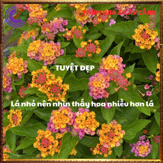 CHẬU TRÂM ỔI SIÊU HOA THƠM NGÁT BỘ SƯU TẬP NGŨ SẮC 50 MÀU RỰC RỠ️⚜️ Siêu Thị Hoa Và Cây Giống