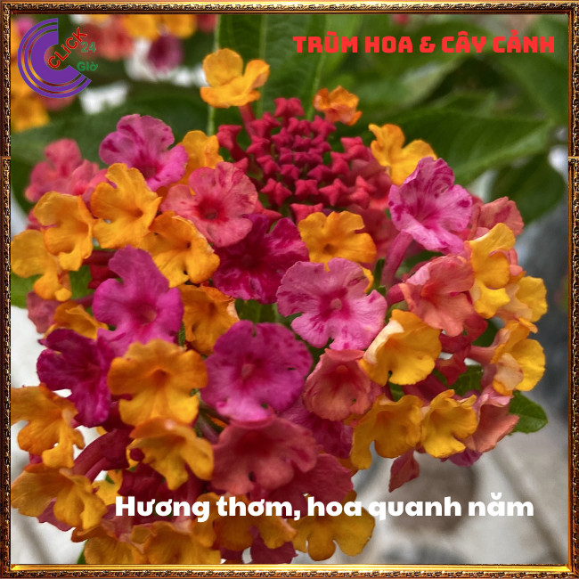 CHẬU TRÂM ỔI TÍM VÀNG THƠM NGÁT BỘ SƯU TẬP NGŨ SẮC 50 MÀU RỰC RỠ⏳TRÙM HOA VÀ CÂY CẢNH