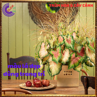 CHẬU MÔN ĐỐM ĐỂ BÀN LÀM TIỂU CẢNH XINH XẮN⌛Siêu Thị Hoa Và Cây Giống