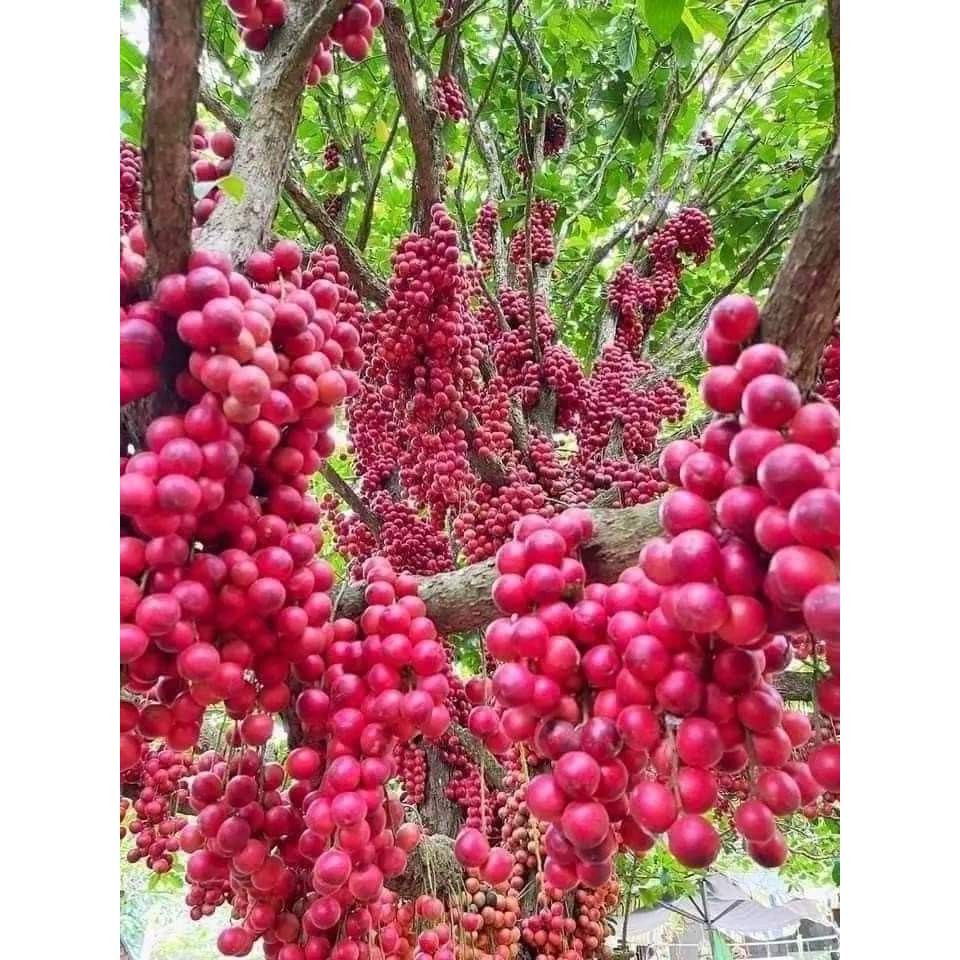Cây giống dâu da đỏ siêu trái chuẩn giống | Shopee Việt Nam