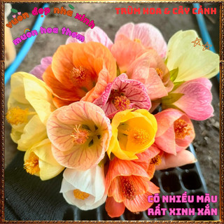 Chậu Cây Hoa Bụp Lồng Đèn MÀU HỒNG ĐẬM nở quanh năm tuyệt đẹp mới lạ️🌮VƯỜN HOA CỔ TÍCH