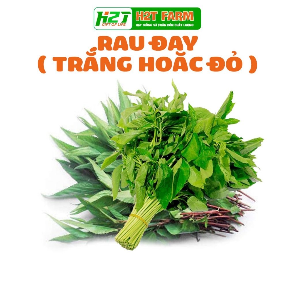 Hạt Giống Rau Đay Dễ Trồng, Nhiều Dinh Dưỡng 10gr - hatgiongbonmua ...