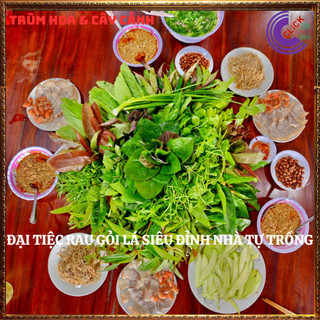 Chậu rau xá xị thơm ngon vừa là thảo dược quý nhà trồng siêu an toàn⌛ Siêu Thị Hoa Và Cây Giống