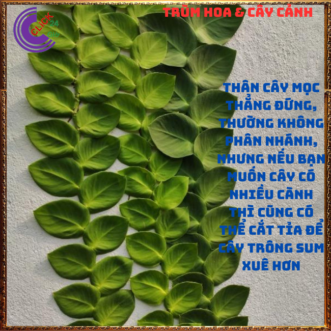 Dây thằn lằn lá to dây leo tường vảy ốc khỏe mạnh dễ trồng⏰Hoa Mười Giờ Bonsai & Phụ Kiện