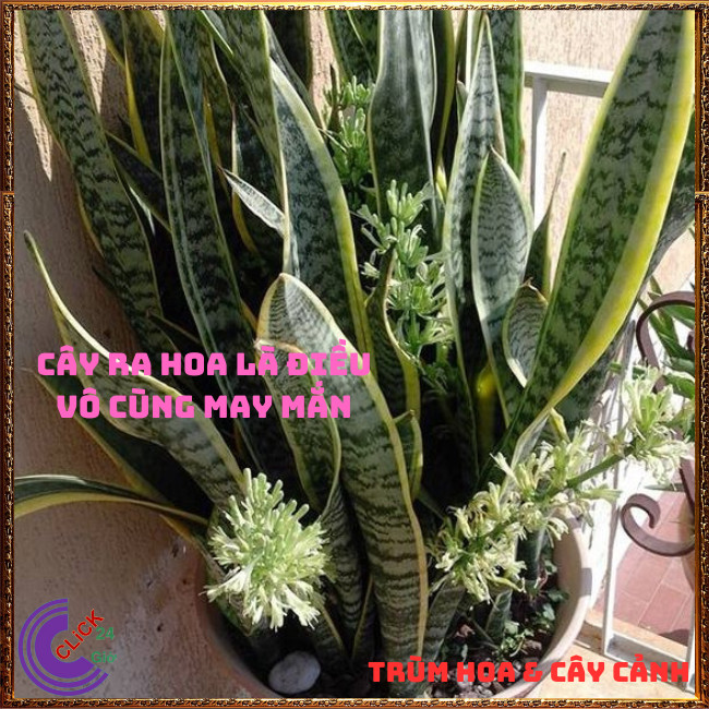 CHẬU CÂY LƯỠI HỔ CAO HƠN 50 CM CÓ NHIỀU CÂY LỚN KHỎE KHỬ ĐỘC TRỪ TÀ 🍇TRÙM HOA VÀ CÂY CẢNH