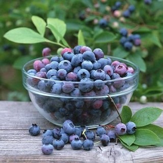 [ gIỐNG F1] - Hạt giống Việt Quất trông bốn mùa quả ngọt