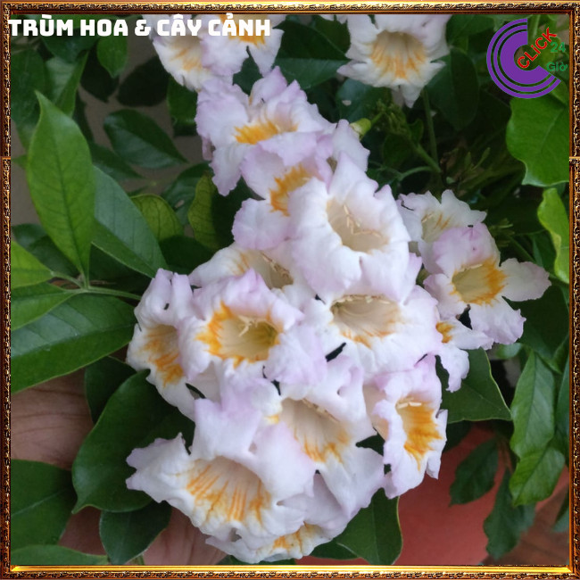 Cây nguyệt quế lá lớn hoa to thơm ngọt hoa loe kèn rất đẹp hoa cả năm⏰ Hoa Mười Giờ Bonsai & Phụ Kiện