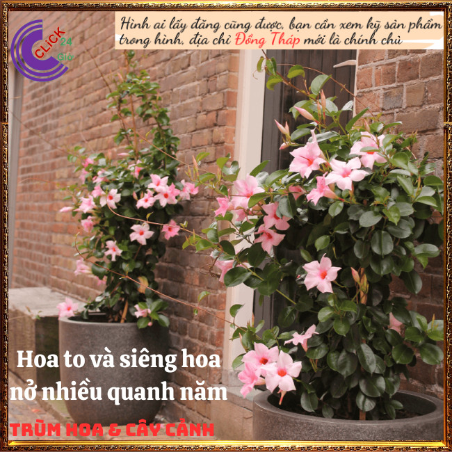 Cây hồng anh Cây leo hoa hồng ngọt ngào đẹp tựa loa kèn ⏰ TRÙM HOA VÀ CÂY CẢNH