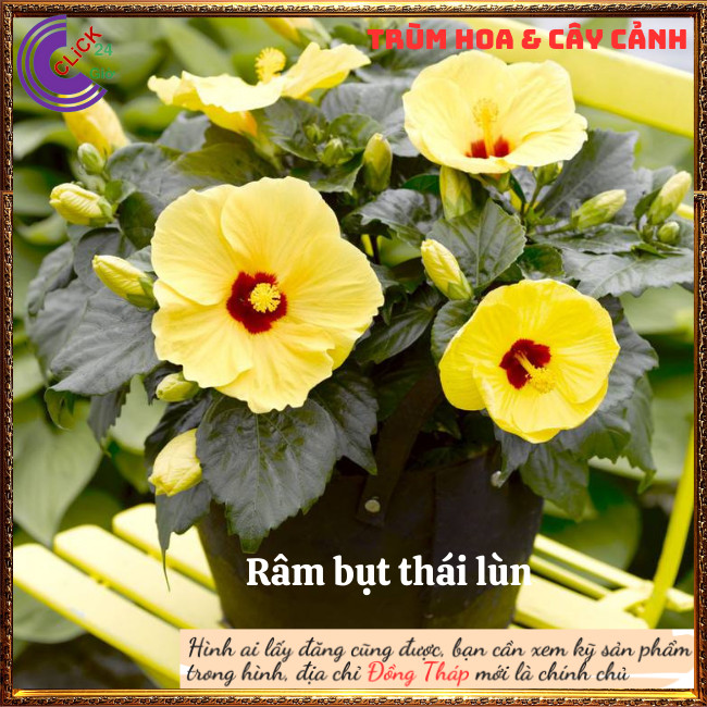 Cây hoa dâm bụt thái vàng tươi đơn bông bụp đại hồng hoa cẩm quỳ to⏰Hoa Mười Giờ Bonsai & Phụ Kiện