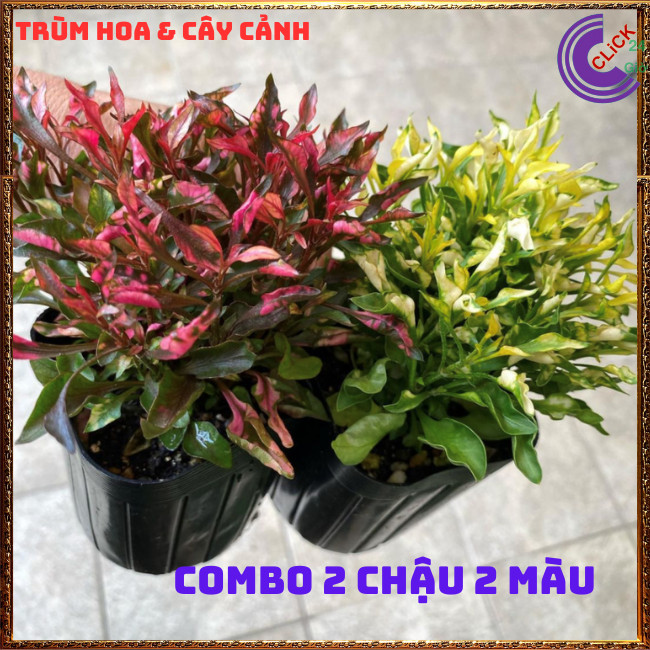 COMBO 2 CHẬU CÂY KỶ ĐỎ DỀN XANH MÀU SẮC ĐẸP SỐNG LÂU NĂM DỄ TRỒNG⏰Hoa Mười Giờ Bonsai & Phụ Kiện