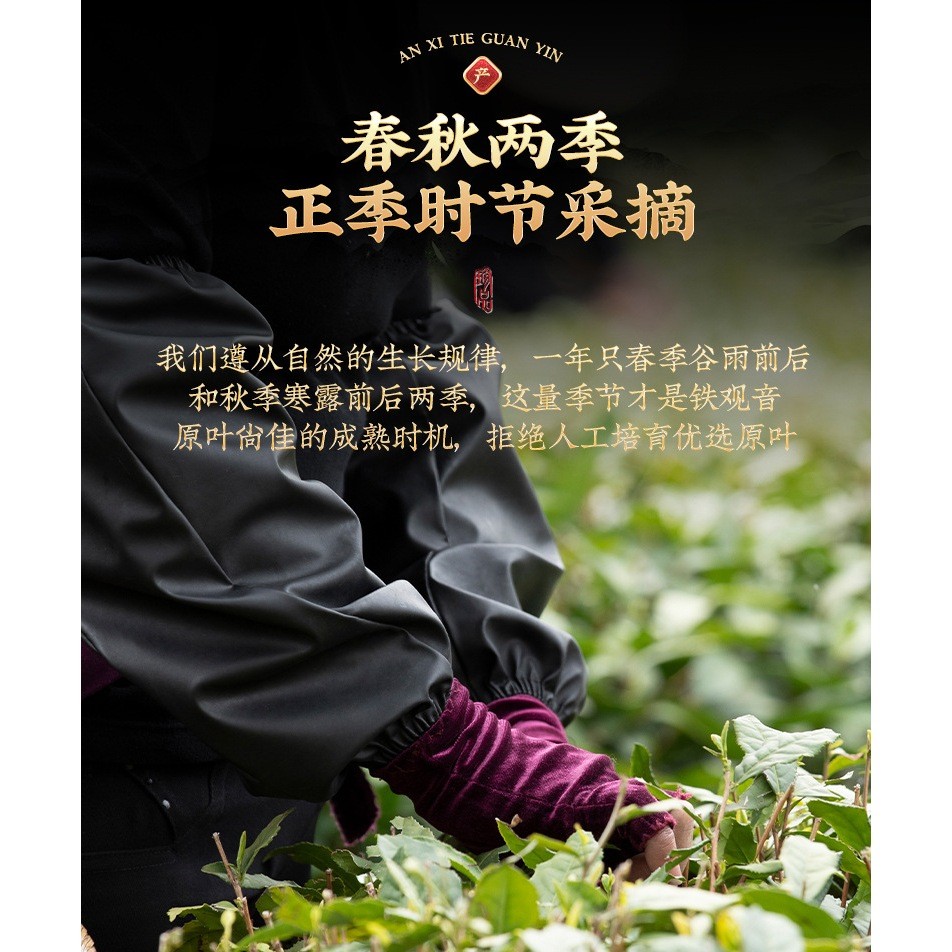 AX5993 Trà Thiết Quan Âm An Khê Hảo Hạng Túi Giấy 500 Gram