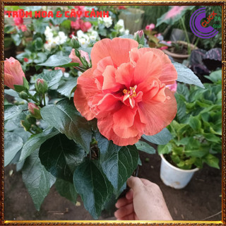 Chậu hoa râm bụt màu cam cánh kép bông bụp thái đại hồng hoa cẩm quỳ️️🥁MiMa market