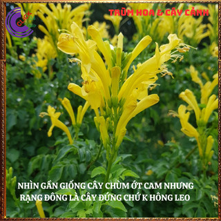 CÂY HOA RẠNG ĐÔNG VÀNG ĐỨNG TỪNG CHÙM RẤT ĐẸP DỄ TRỒNG NỞ QUANH NĂM⏰ Hoa Mười Giờ Bonsai & Phụ Kiện