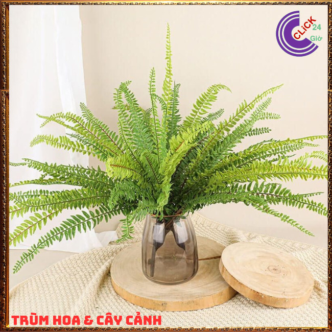 CÂY DƯƠNG XỈ LÁ ME TRANG TRÍ ĐẸP VỊ THUỐC HAY SỨC SỐNG MẠNH LIỆT⏰ Hoa Mười Giờ Bonsai & Phụ Kiện