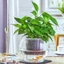 Chậu trồng cây lười PWSEND, Đồ dùng làm vườn có tay cầm Chậu trồng thủy canh, Tự tưới nước bao gồm chậu hoa đất lót
