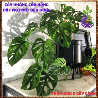 CHẬU CÂY TRẦU BÀ LỖ SIÊU LỌC KHÔNG KHÍ cây trồng trong nhà🕰 Yêu Nhà Yêu Hoa