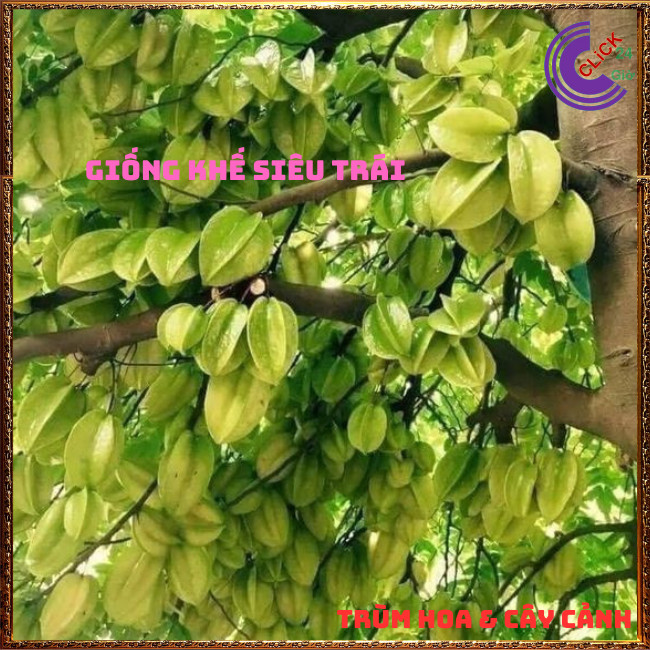 Chậu Cây Khế CHUA giống Thái Siêu Trái Cao 70cm dễ trồng nhanh trái🍇Hoa Mười Giờ Bonsai & Phụ Kiện