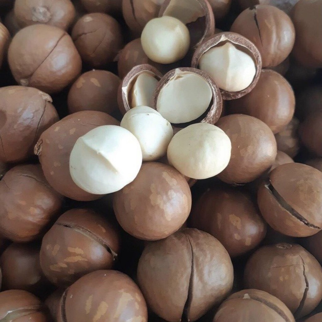 1Kg HẠT MACCA SAI TO, ĐÃ SẤY CHÍN VÀ ĂN LIỀN ĐƯỢC TÁCH NỨT Và Kèm khuI