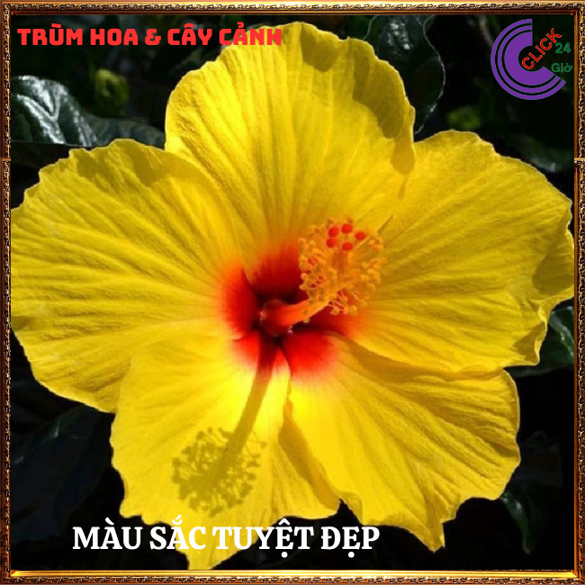 Chậu hoa râm bụt vàng tươi cánh đơn bông bụp thái đại hồng hoa cẩm quỳ⏰TRÙM HOA VÀ CÂY CẢNH