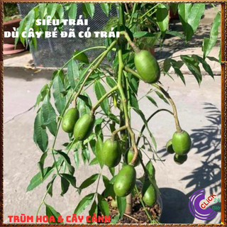 CÂY CÓC THÁI GIỐNG LÙN SIÊU TRÁI CÂY ĂN QUẢ TRỒNG CHẬU QUỐC DÂN🕰 Yêu Nhà Yêu Hoa